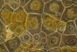 Polished Fossil Coral (Actinocyathus) - Morocco #128182-2